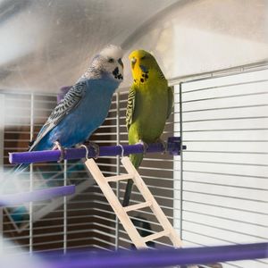 Autres fournitures d'oiseaux Hamster Escalade Échelle Suspendue Oiseaux Jouets Cage Perroquet En Bois Perruche Aire de Jeux