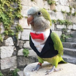 Andere vogelbenodigdheden papegaai kleding originele handgemaakte op maat gemaakte schattige pak blazers voor valkparkietjeszon parakeet monnik Macaw cakatoo
