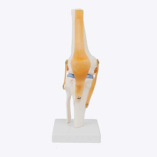 Autres composants électroniques 1 pcs anatomie humaine squelette taille réelle modèle anatomique de l'articulation du genou avec ligaments fournitures d'enseignement scientifique 230130