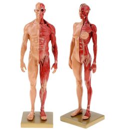 Andere kantoorschoolbenodigdheden 30 cm hars menselijke anatomie spier skeletmodel druppel 230130