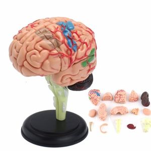 Andere Kantoor Schoolbenodigdheden 4D Menselijk Anatomisch Hersenen Model Anatomie Onderwijs Tool Speelgoed Standbeelden Sculpturen Gebruik 72610cm 230703