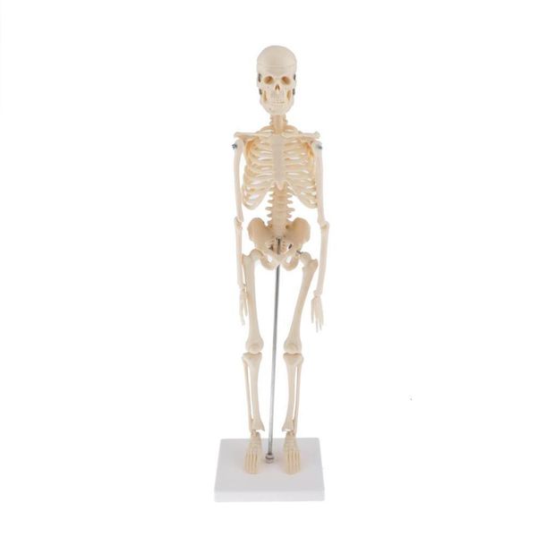 Otros útiles escolares de oficina Anatomía anatómica humana Esqueleto Decoración Modelo Hueso esquelético Aprender AidArt Sketch Doll Chiren Toys 230130