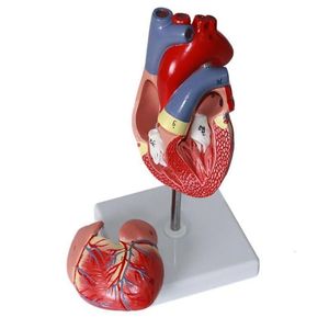 Andere Office School Levers Human Heart Model 2D -Deluxe Life Size Replica met 34 anatomische structuren bij elkaar gehouden magneten 230130