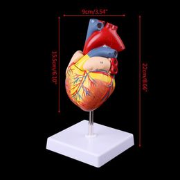 Autre modèle d'accessoires de fournitures scolaires de bureau affranchissement gratuit démonté anatomique modèle de coeur humain outil d'enseignement de l'anatomie 230703