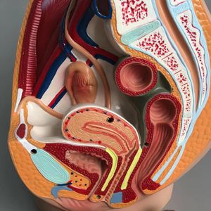 Andere kantoorschoolbenodigdheden wetenschap vrouwelijke vagina anatomisch model lifesize median sagittale sectie menselijke bekkenholte structuur 230130