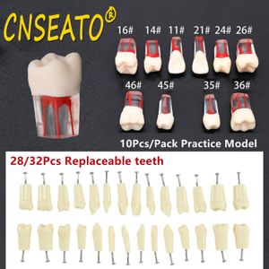 Autre hygiène bucco-dentaire 10Pc modèle de dent dentaire endodontique bloc de canal radiculaire RCT pratique pulpe cavité dentisterie remplacer résine dents Endo formation étudiant 230617