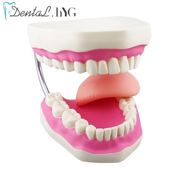 Autre hygiène bucco-dentaire grossissement 6 fois modèle de bouche complète enseignement des dents avec brosse à dents dentaire les outils de modèle d'éducation de haute qualité 230617