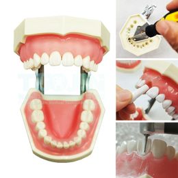 Otros dientes de resina de higiene oral 28pcs de resina extraíbles de las encías blandas del modelo de la práctica de enseñanza del estudiante 230815