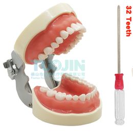 Overige Mondhygiëne Tandheelkundige 32 verwijderbare zachte tandvleestanden Model Tandarts Fineer Tandvoorbereiding Orthodontische student Orale onderwijspraktijk Product 230617