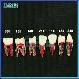 Other Oral Hygiene Dental Endodontic Root Canal RCT Practice Endo Teeth Tooth Model Pulp study 230815