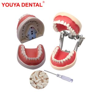 Autre modèle de dents dentaire de l'hygiène buccale avec une dent amovible de gomme pour la pratique de la pratique de la dentisterie