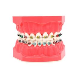 Andere orale hygiëne tandheelkundig orthodontisch model met beugelboogligatuurbinding 1 1 standaard maat tanden model typodont demo voor patiënten studenten 230524