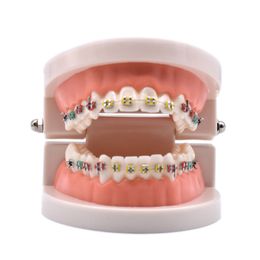 Otro modelo de tratamiento de ortodoncia dental de higiene bucal con soporte de cerámica de metal ortopédico Alambre de arco Tubo bucal Lazos de ligadura Herramientas dentales Laboratorio de dentista 230425