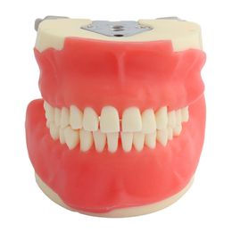 Autre hygiène buccale modèle de dents dentaires formation en chirurgie buccale démonstration d'enseignement 230720