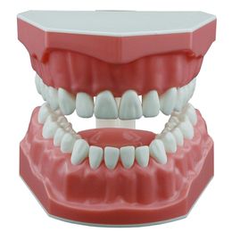 Otros higiene oral dental typodnt cepillado práctica de hilo dental estudiando modelo de enseñanza modelo de enseñanza de tamaño estándar normal M7010-1 230815