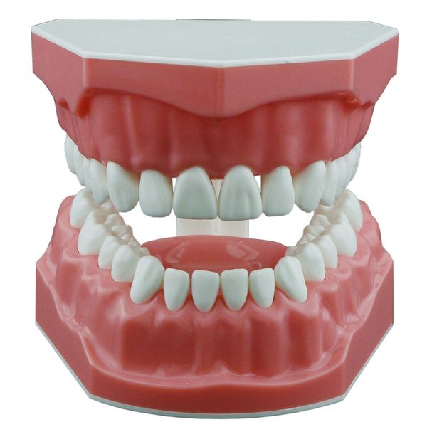 Autre Hygiène bucco-dentaire Typoodnt dentaire Brossage Pratique de la soie dentaire Étudier le modèle des dents Modèle d'enseignement Normal Taille standard Démo M7010-1 230720