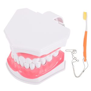 Altro Igiene orale Modello Denti Dente Dentale Standard Cura Spazzolatura Igiene educativa Insegnamento Bocca estraibile orale Typodont Falso dentista 230728