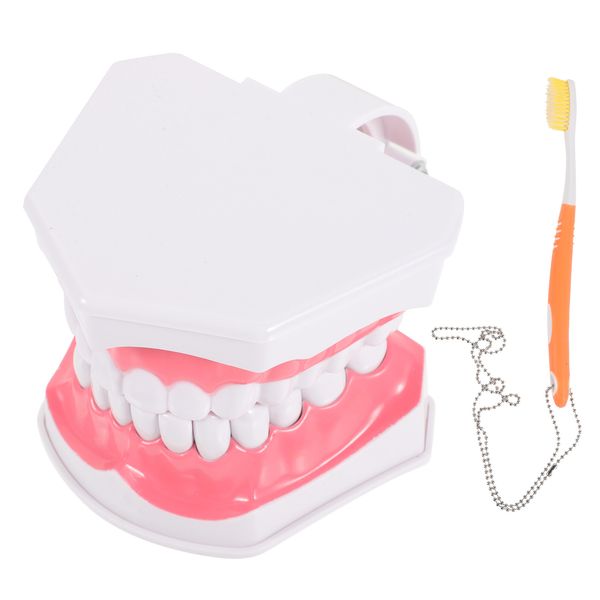 Altro Igiene orale Modello Denti Dente Dentale Standard Cura Spazzolatura Igiene educativa Insegnamento Bocca estraibile orale Typodont Falso dentista 230728
