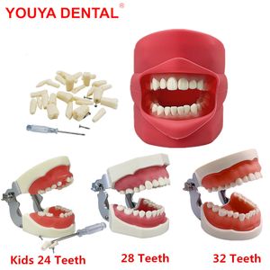 Otro modelo de dientes de higiene bucal Práctica de entrenamiento Mandíbula Typodont Odontología Estudiante Estudio dental Modelo de enseñanza Modelo estándar con diente removible 230617