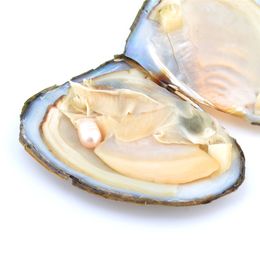 Oesters met geverfde natuurlijke parels aan de binnenkant Parelfeestoesters in bulk Open thuis Pareloesters met vacuümverpakking Luxe sieraden Verjaardagscadeau voor vrouwen