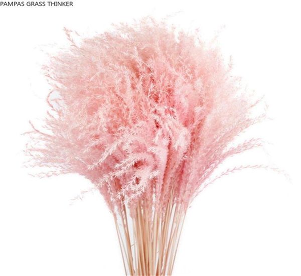 Pampas Grass Thinker Coloré Naturel Rose Clair Mariage Pampas Fleurs Saint Valentin Cadeau Naturel Roseau Séché Bouquets De Fleurs Whi6302550