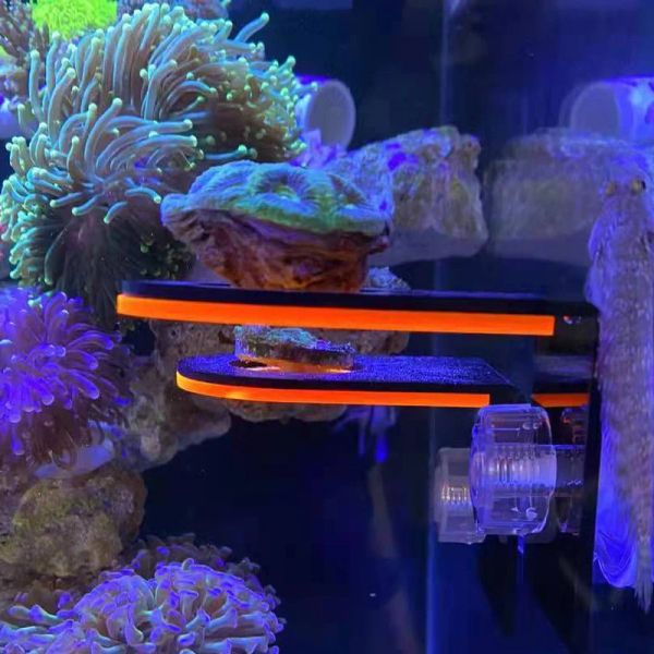 Piezas Acuario Acrílico Fluorescente Coral Soporte de cultivo SPS Soportes Herramienta Pecera Coral Arrecife marino Soporte Tanque Paisajismo pecera