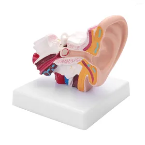 Decoración de fiesta 1,5 veces Modelo de anatomía del oído humano que muestra la estructura de los órganos de los oídos centrales y externos Suministros de enseñanza