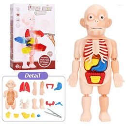 Party Favor Menselijk Lichaam Anatomie Model Kid 3D Puzzel Educatief Leerorgel Gemonteerd Speelgoed Leermiddel Voor Kinderen Gift