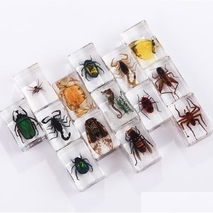 Party Favor Insect Specimen Party Favors pour enfants Bugs dans les collections de résine Paperweights Arachnid Preserved Scientific Educational Toy Dh9El