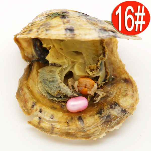 perles en coquille d'huître akoya emballées sous vide 6-8 mm perles de riz en forme de larme en vrac sel en vrac Akoya Pearl en gros à vendre