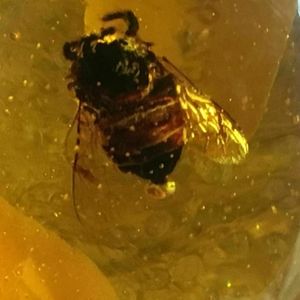 Collares pendientes Certificado Súper Encaje Insectos Abeja Ámbar Cera de abejas Myanmar Animal ColganteColgante