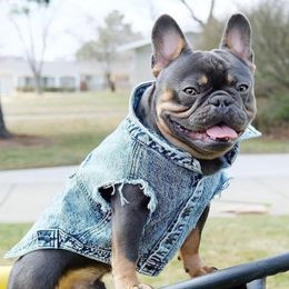 Huisdier jeans jas denim jassen gaten katten puppy vest franse bulldog kleine kleding springautumn kleding mode 240412