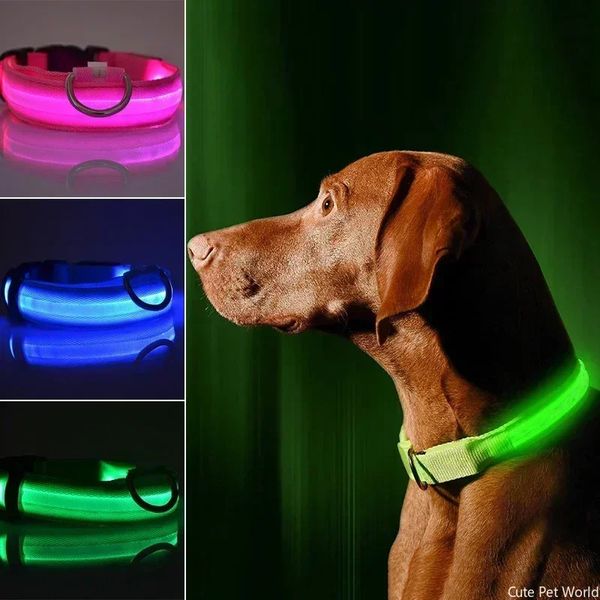 Pet Dog LED Collier brillant USB Night Night Light Lumin Luming Collier Antilost Outdoor Walking Safety Accesorios 240508