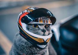 Helmen voor huisdierenKattenhelmHondenhelm-Buiten Mini-hoofdbescherming Veilige hoedMotorhelm DecoratiefHuisdier Po Props Accessoire 240130