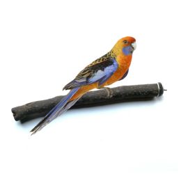 Produits pour animaux de compagnie Formation Perrottes Perrottes Skin Stand Bar debout Pole Birdcage ACCESSOIRES GRINDING CLAW Stick Bird Toy 5pc / Lot