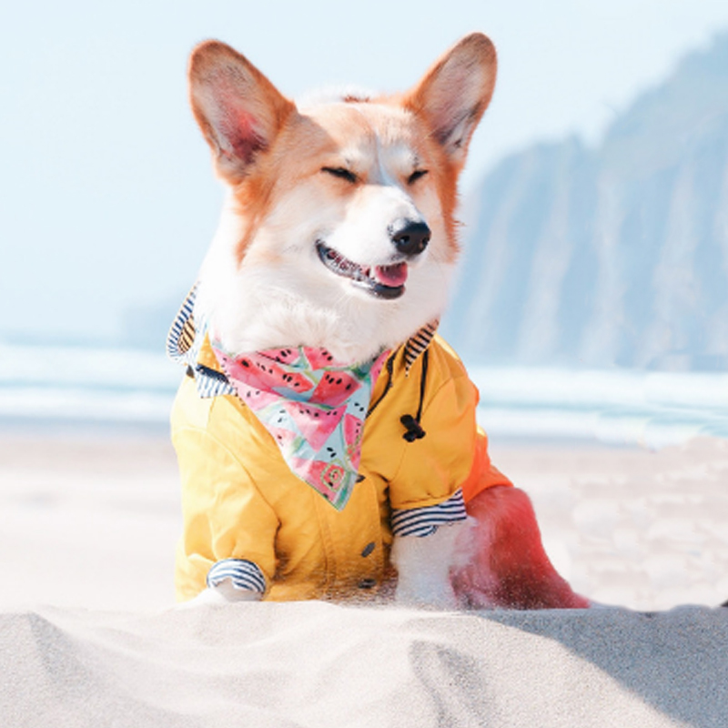 Evcil Peket Su Geçirmez Sarı Köpek Yağmurluk Fransız Yavru Giysileri için Pet Kıyafet Giyim Ceket Ropa Perro
