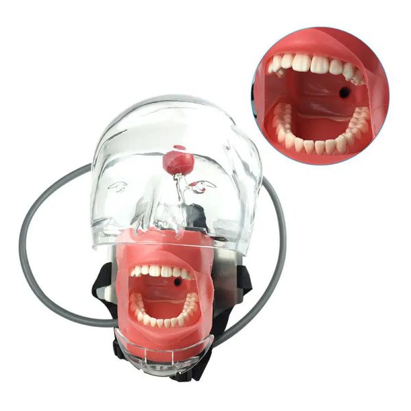 Oreiller Modèle de dentaire Simulator Le modèle de tête peut être installé sur l'oreiller de la chaise dentaire Il est utilisé pour l'enseignement du dentiste