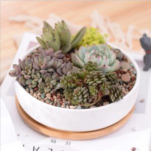 Plantenbakken 1 Set Minimalistische Keramische Vetplant Pot Wit Porselein Diepe Afgeronde Bloempot Kantoor Desktop Bonsai Zakka Home Decor