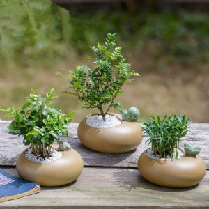 Macetas de cerámica para plantas de espárragos, maceta carnosa, rana, mariposa, caracol, adornos de animales, florero decorado, macetero, contenedor, decoración del hogar