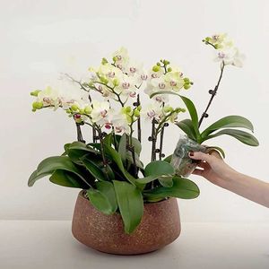 Planters potten keramische lamp luxe orchidee speciale pot Q2404291