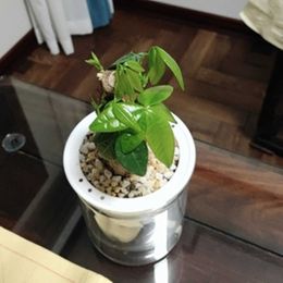 Jardinières Pots Pot Tanaman Penyiraman Diri Pot Bunga Mini Pot Tanaman Sukulen Dalam Ruangan Tangki Ikan Pot Bunga Rumah Bonsaï Rumah