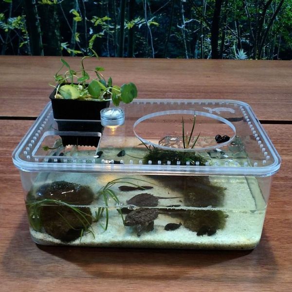 Réservoir de poissons Transparent en plastique, boîte d'alimentation d'élevage d'insectes et de reptiles, grande capacité, baignoire d'aquarium, plate-forme de réservoir de tortues 258K