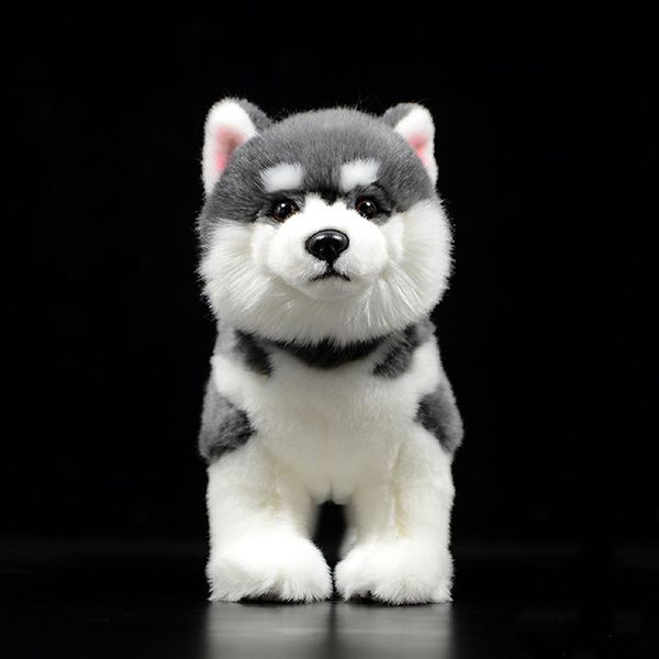 Poupées en peluche 23CM de haut gris sibérien Husky chien en peluche jouet réaliste debout Alaskan Malamute peluche animaux jouets cadeaux de noël 230711