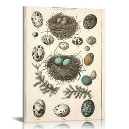 Poster afdrukken vogels nesten eieren collectie identificatie illustratie referentie chart biologie wetenschap educatieve vintage ingelijste thuiswanddecoratie