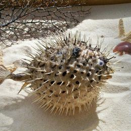 Puffer Fish Shell Air tambour Poisson Os Porpoise Échantillon Spellabe Bamboo tissé Biologie Marine Fish Skin Car Pendant Shels