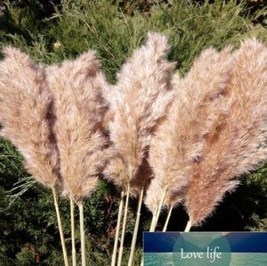 Kwaliteit 30 stks pampas gras decor pampa lange natuurlijke grote donzige bruine stengels voor bloemstukken trouwhuis beige