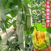 ﾫSweet Horn Honey Melon" Fruit Vegetable Seeds Plantes Bonsai Semillas S￩ments Semets for Garden Decoration