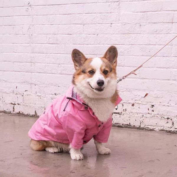 Impasos de perros para mascotas impermeables de alta calidad para perros pequeños medianos grandes chaqueta a prueba de viento para perros con capucha para perros ropa de mascotas para mascotas