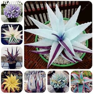 Rare Color Aloe Seeds 100 Pcs Succulent Cactus Plants Edible Beauty Fruit Vegeable Seeds Herbs Plant Mini Garden & Balcony Plants