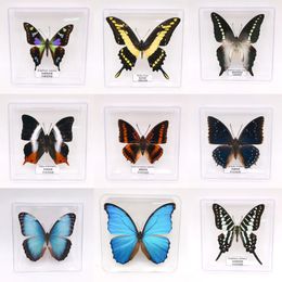 Echte vlinders prachtige zeldzame vlindermonsters transparante doos onderwijs display home decoratie verzamelobjecten muur kunst geschenken 240506